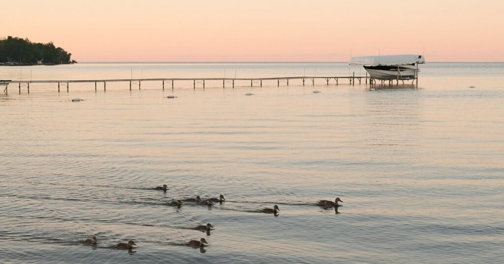 A beautiful golden hour sunset over Lake Simcoe in Innisfil, Ontario, with a long wooden dock extending far into the lake and a family of geese swimming across the calm water.