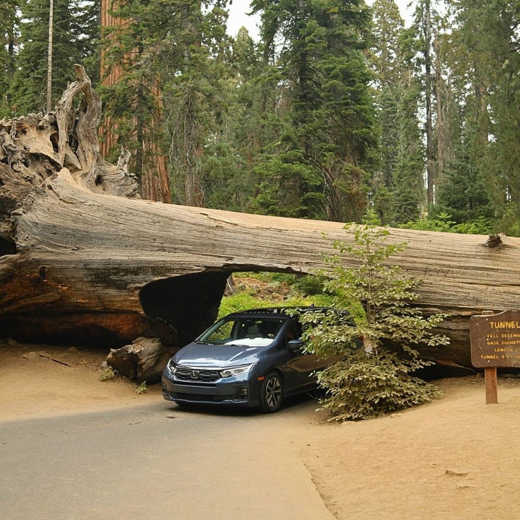 A gray vehicle driving directly through the famous Tunnel Log, a massive fallen giant sequoia tree carved into an accessible roadway tunnel.