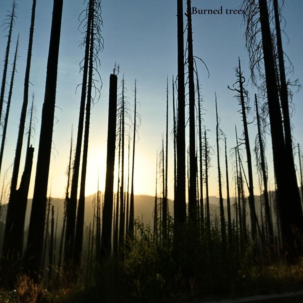 A stark landscape of charcoal-burned, needleless pine tree trunks standing like tall pillars silhouetted against a golden mountain sunset.