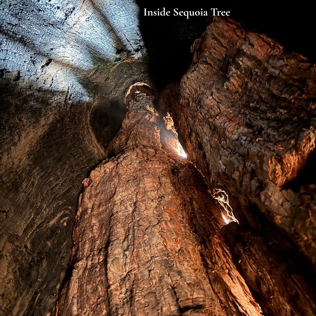 A vertical view from inside a hollow sequoia tree trunk showing textured red bark with sunlight beaming down through natural fire scars.