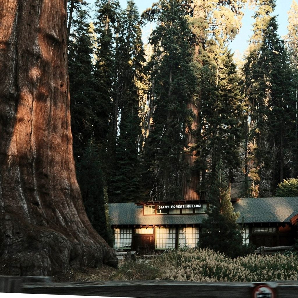 The rustic, historic Giant Forest Museum cabin nestled at the base of towering giant sequoia trees in a dense forest.