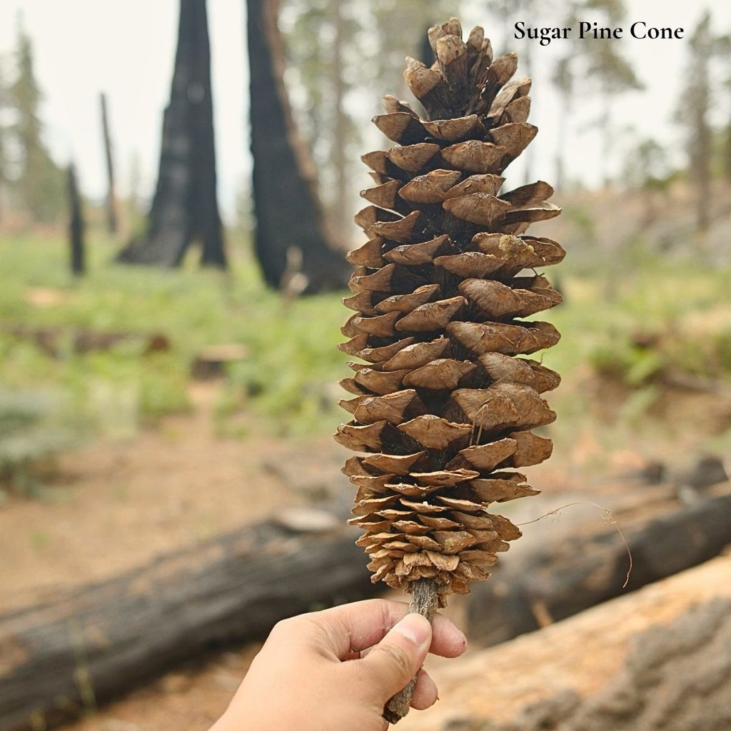 A traveler holding a massive, long sugar pine cone in their hand with charcoal-burned, silhouetted tree trunks in the background.